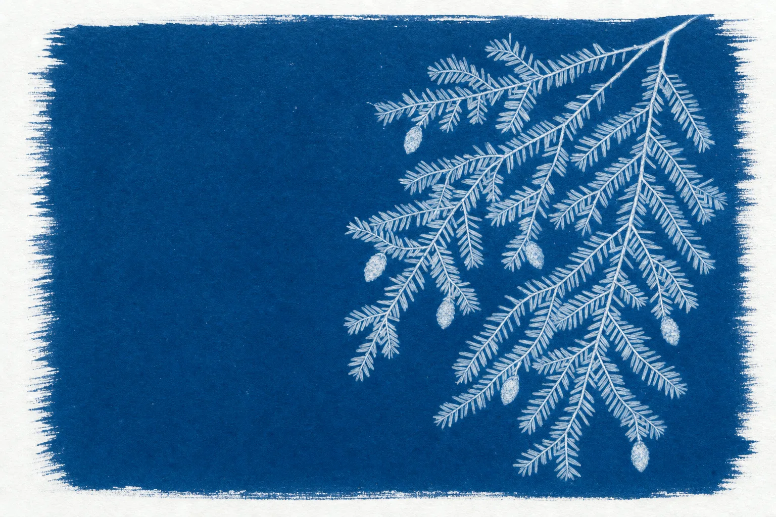 Cyanotype print of an eastern hemlock branch with small cones