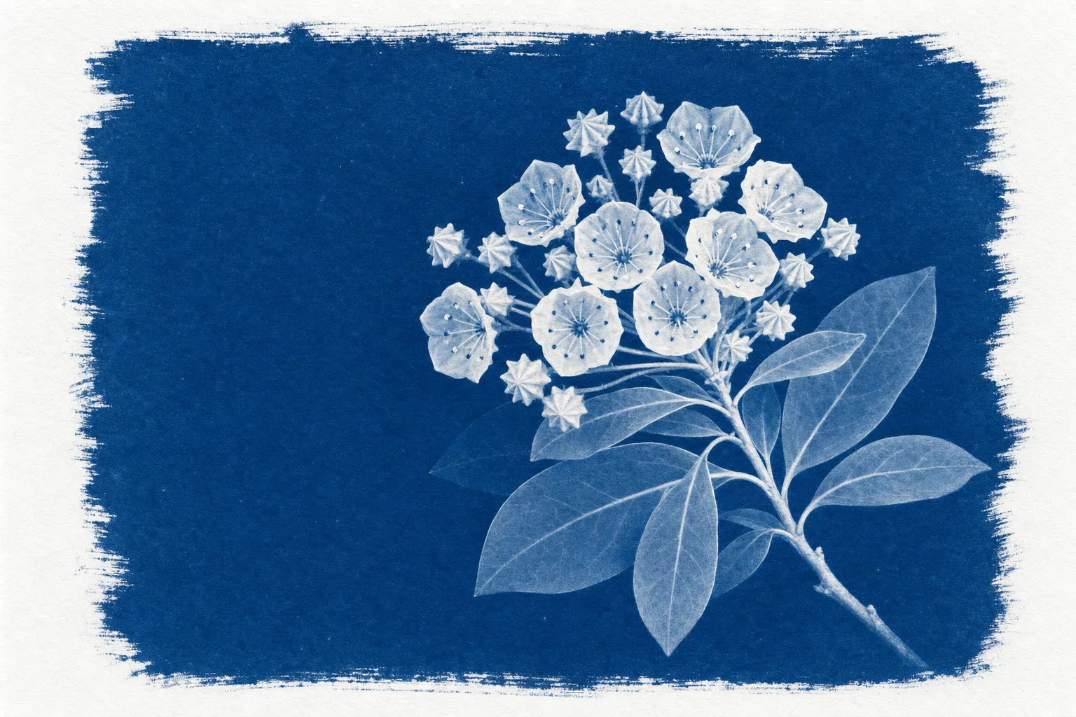 Cyanotype print of a flowering branch of mountain laurel
